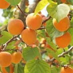 Mercredis de juin 2019