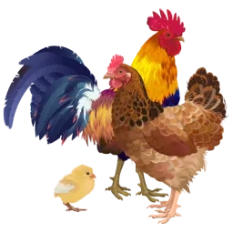 IIlustration d'un coq, d'une poule et d'un poussin