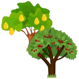 Illustration d'un cerisier avec des cerises devant un poirier avec des des poires