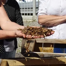 Du compost dans les mains d'une adulte