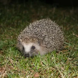 Hérisson sur de l'herbe