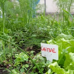 potager avec de la laitue et autres plantes vertes