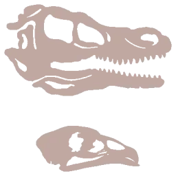 Crâne de raptor et de poule
