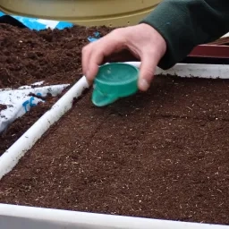 semis de graines avec un semoir  dans un bac blanc