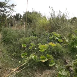 Verger potager partagé du parc Malbosc