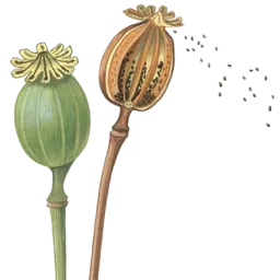 Fruits du coquelicot